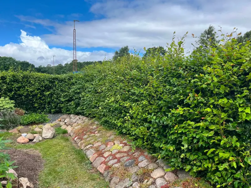Før: Fra buskads til skarpe linjer