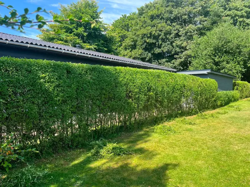 Efter: Ny facon på en overgroet hæk